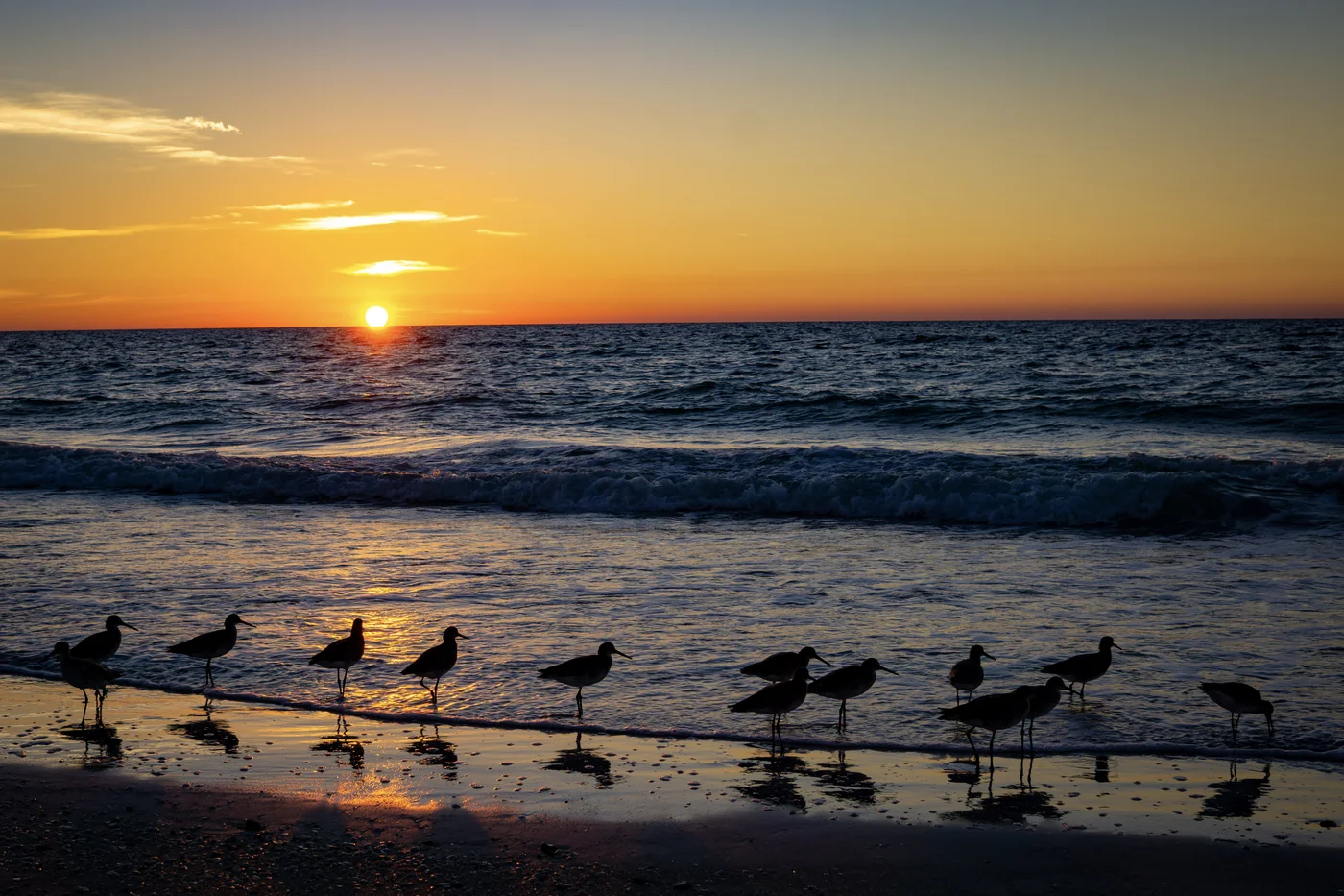 West Coast Willets, Florida